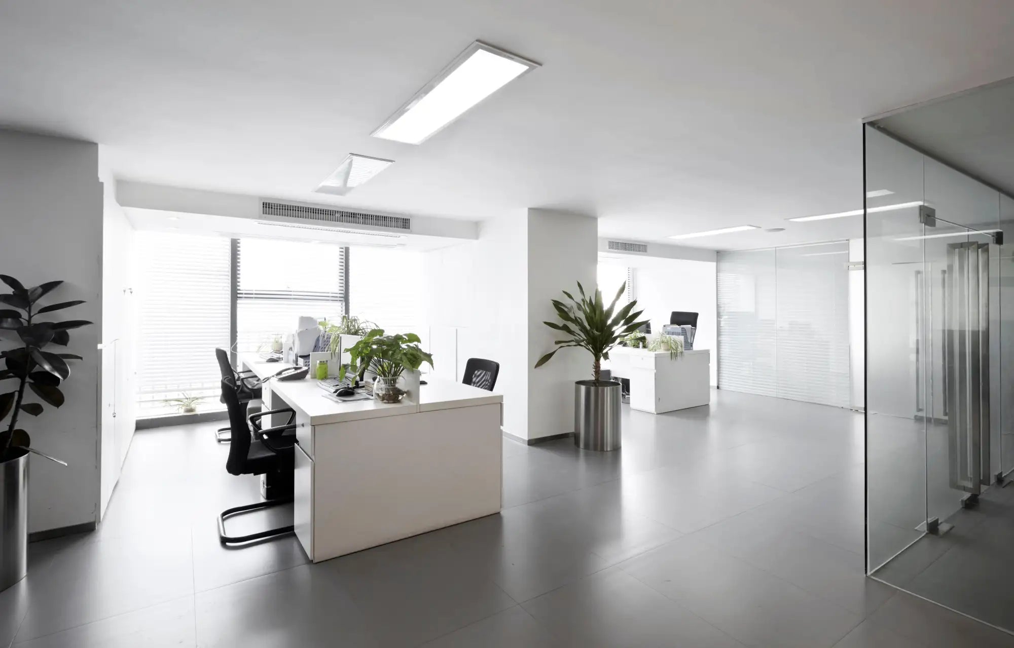 White office desk with black chairs and green plants.